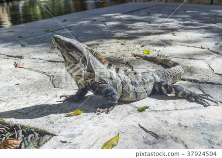 Iguana in wildlife. Cancun, Mexico 37924504
