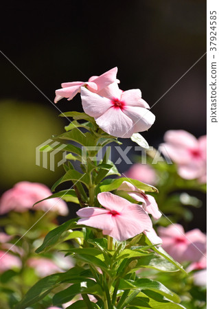 Nichinichiso（每日草） 37924585