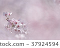 Cherry Blossoms	 37924594