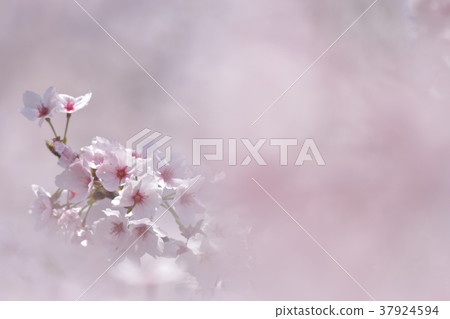 Cherry Blossoms Cherry Blossoms 37924594