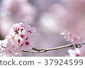 Cherry Blossoms	 37924599