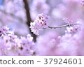 Cherry Blossoms	 37924601