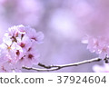 Cherry Blossoms	 37924604