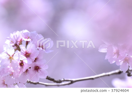 Cherry Blossoms Cherry Blossoms 37924604