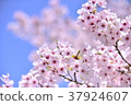 Cherry Blossoms   37924607