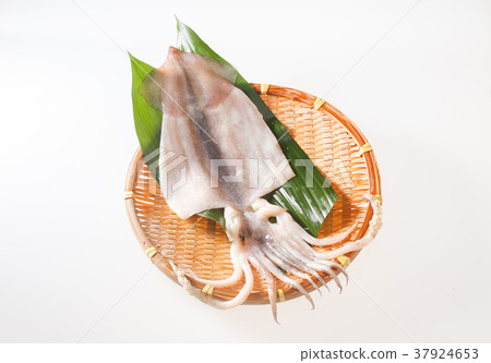 幹過夜魷魚 37924653