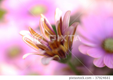 Macro shot of flowers Macro shot of Flowers 37924681
