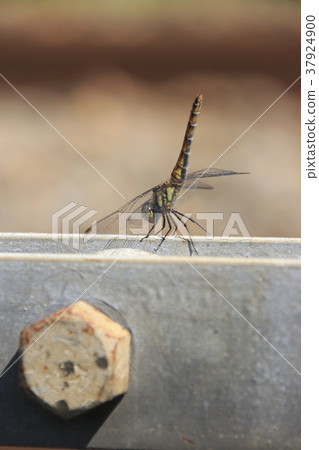 Red dragonfly 37924900