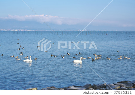 Coquawan of Lake Biwa Coquawan of Lake Biwa 37925331