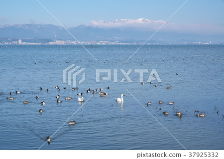 Coquawan of Lake Biwa 37925332