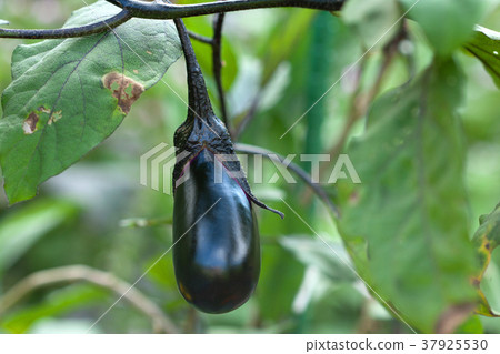 福島縣Yami鎮茄子的果實 37925530