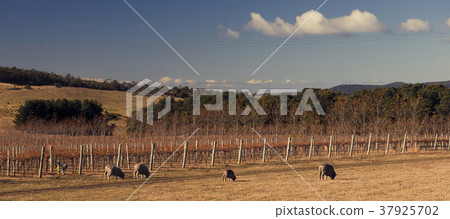 Sheep on the farm during the day.
 Sheep on the farm during the day.
 37925702