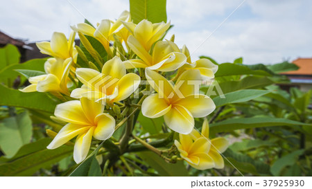 Clearly blooming plumeria Clearly blooming plumeria 37925930