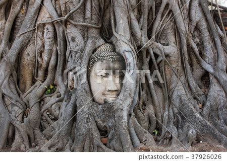 泰國大城府Wat Mahathat 37926026