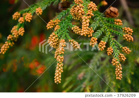 Cedar flowers Cedar flowers 37926209