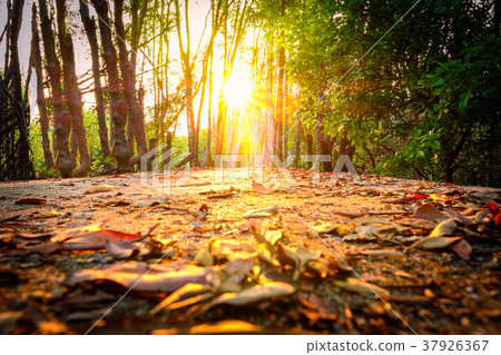 In the evening light.  37926367