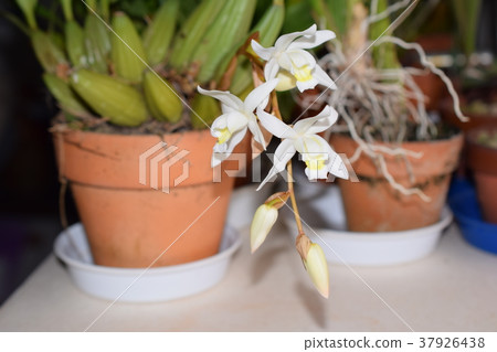 白色蘭花花 37926438