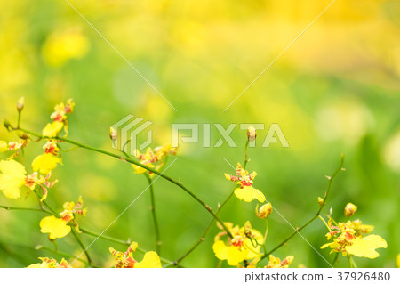 Spring scenes of yellow oncidium orchid branch Spring scenes of yellow oncidium orchid branch 37926480