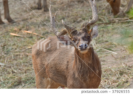 deer in the zoo deer in the zoo 37926555