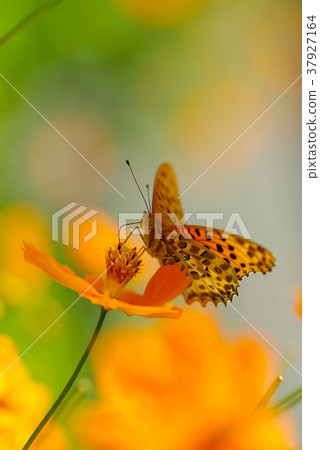 Kibana cosmos and butterfly 37927164