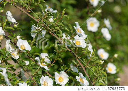 Naniwai rose flower Naniwai rose flower 37927773