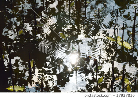 sunlight reflection and ripple on water in forest 37927836