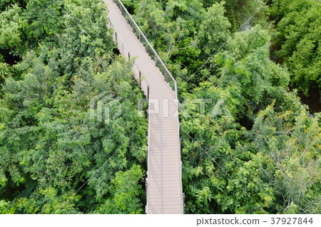 wooden walkway for looking view over forest 37927844