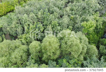 top view of big tree in forest 37927845