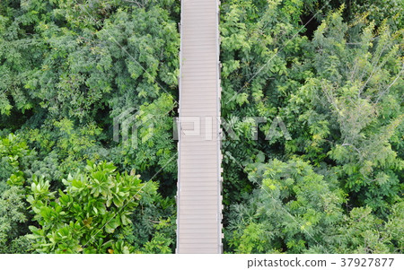 wooden bridge for looking view over forest 37927877
