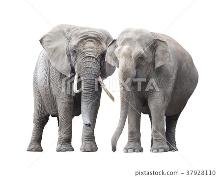 Pair of elephants isolated on white background Pair of elephants isolated on white background 37928110