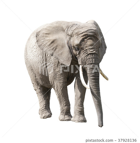 African elephant isolated on white African elephant isolated on white 37928136