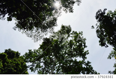 big white silk cotton or kapok tree on sunlight big white silk cotton or kapok tree on sunlight 37928381