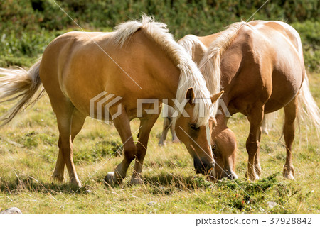Wild horses - National Park of Adamello Brenta 37928842