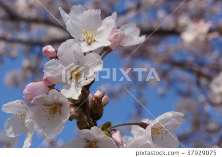 Cherry Blossoms   37929075