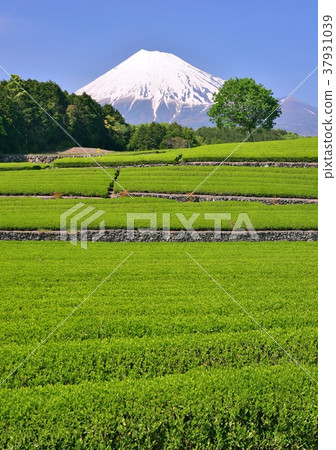 Spring scenery from Oiso-333 154 Spring scenery from Oiso-333 154 37931039
