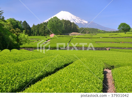 Spring scenery from Oiso-333 155 Spring scenery from Oiso-333 155 37931042