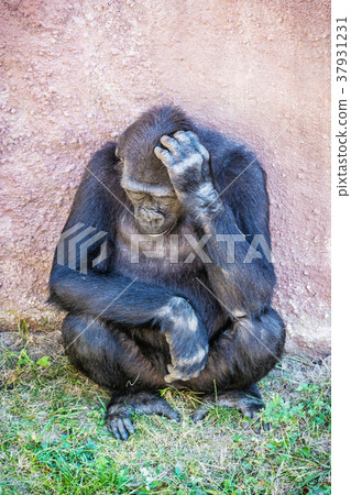 Western lowland gorilla is thinking 37931231