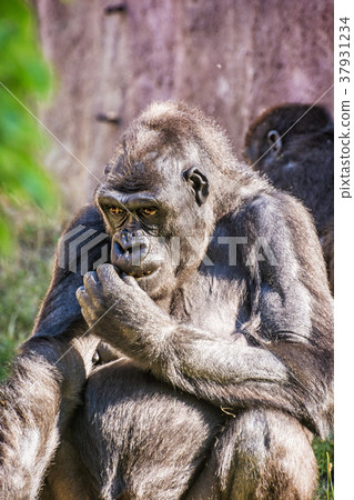 Western lowland gorilla is posing Western lowland gorilla is posing 37931234