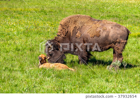American bison family in Yellowstone American bison family in Yellowstone 37932654