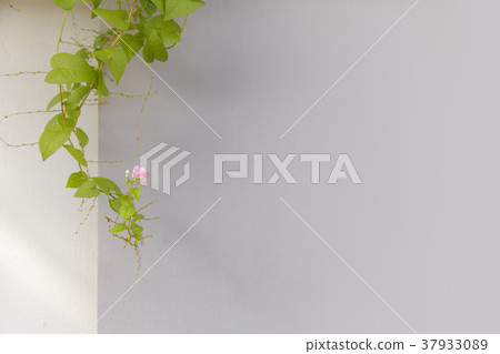 Green ivy leaves on white wall background 37933089