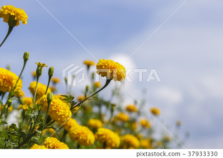 Beautiful marigold field on blue sky 37933330