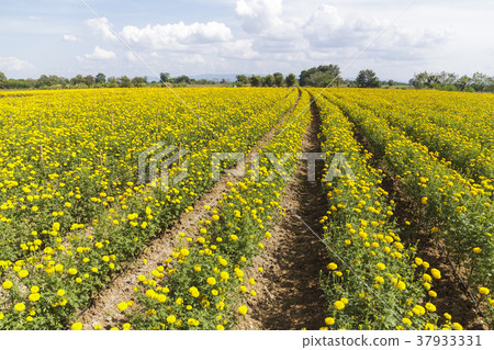 Beautiful marigold field on blue sky 37933331