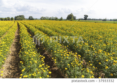 Beautiful marigold field on blue sky 37933332