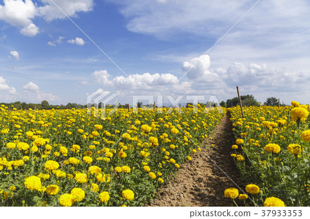 Beautiful marigold field on blue sky Beautiful marigold field on blue sky 37933353
