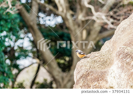 [神奈川縣]鳥兒 37934131