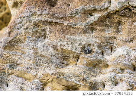 [神奈川縣]攀岩 37934133