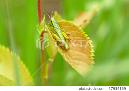 Grasshopper's larva Grasshopper's larva 37934169