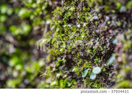 [神奈川縣]自然圖像 37934431