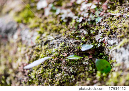 [神奈川縣]自然圖像 37934432