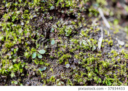 [神奈川縣]自然圖像 37934433